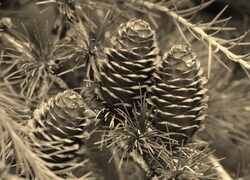 Szary + Sepia