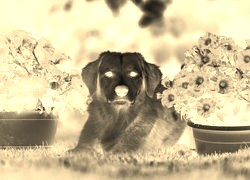 Sepia + Negatyw