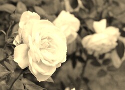 Szary + Sepia