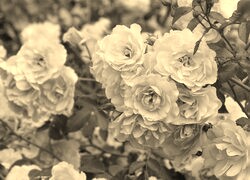 Szary + Sepia