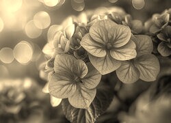Szary + Sepia