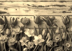 Szary + Sepia