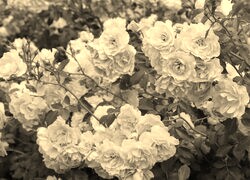 Szary + Sepia