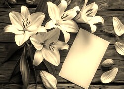 Szary + Sepia
