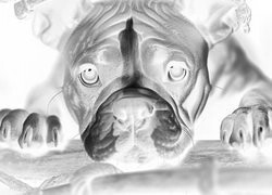 Szary + Negatyw