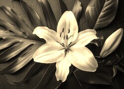 Sepia