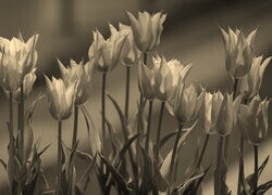 Szary + Sepia
