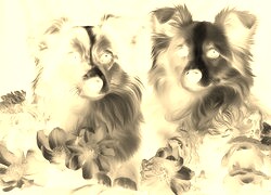 Sepia + Negatyw