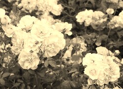 Szary + Sepia
