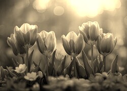 Szary + Sepia