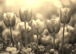 Szary + Sepia