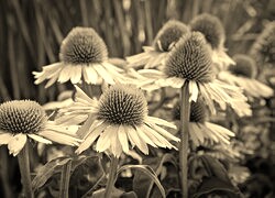 Szary + Sepia