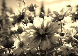 Szary + Sepia