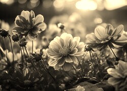 Szary + Sepia