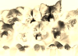 Sepia + Negatyw