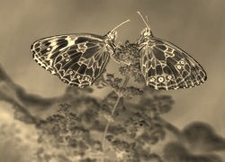 Sepia + Negatyw