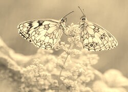 Szary + Sepia