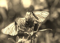 Szary + Sepia