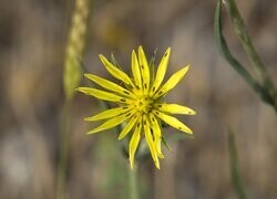 Oryginalny obrazek