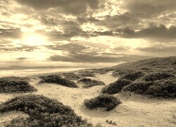 Szary + Sepia