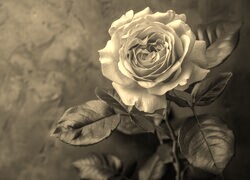 Szary + Sepia