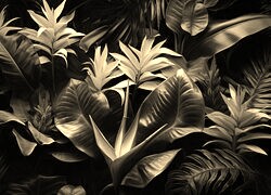 Szary + Sepia