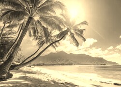 Szary + Sepia