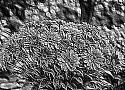 Skamielina