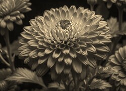Sepia