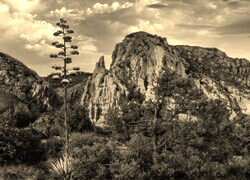 Szary + Sepia