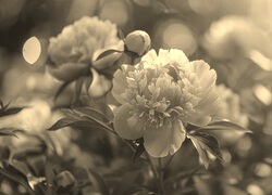Szary + Sepia