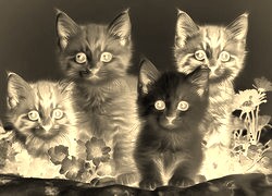 Sepia + Negatyw