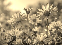 Szary + Sepia