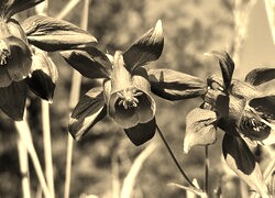 Szary + Sepia