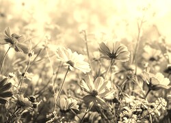 Szary + Sepia