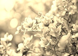 Szary + Sepia