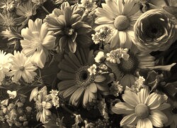 Szary + Sepia