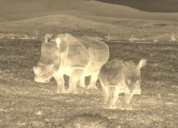 Sepia + Negatyw