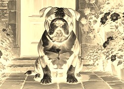 Sepia + Negatyw