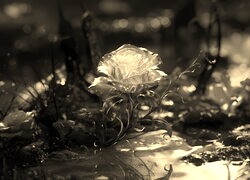 Szary + Sepia