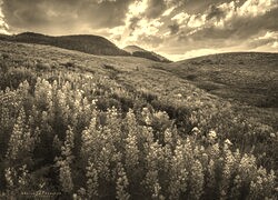 Szary + Sepia