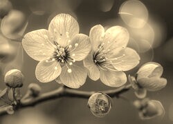 Szary + Sepia