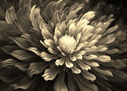Szary + Sepia
