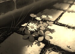 Szary + Sepia