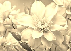Szary + Sepia