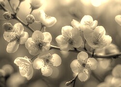 Szary + Sepia