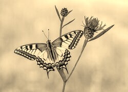 Szary + Sepia