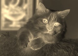 Sepia + Negatyw