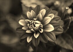 Szary + Sepia