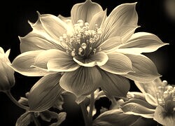 Szary + Sepia